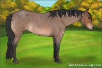 Horse Color:Bay Roan 