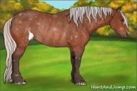 Horse Color:Silver Bay Rabicano 
