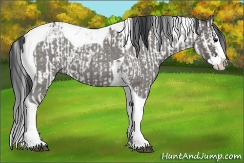 Horse Color:Grullo Sabino Splash Rabicano  and Grullo Roan Splash Tobiano 