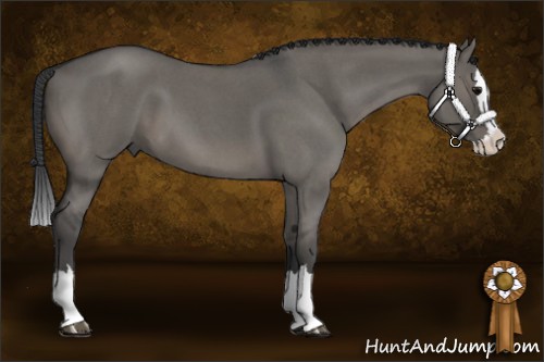 Horse Color:Grullo Roan Sabino Splash 