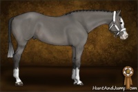 Horse Color:Grullo Roan Sabino Splash
