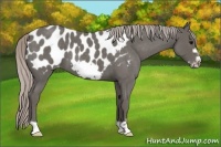 Horse Color:Silver Blue Roan Frame Appaloosa