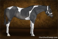 Horse Color:Blue Roan Tobiano Rabicano