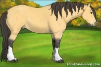Horse Color:Buckskin 