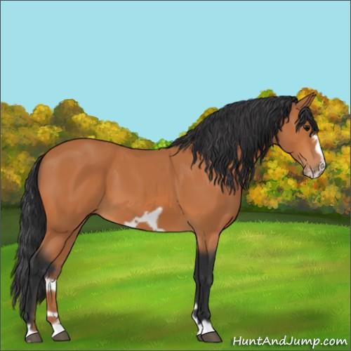 Horse Color:Bay Frame 