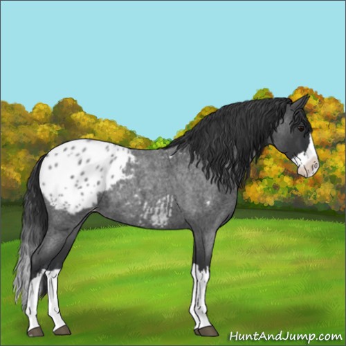 Horse Color:Blue Roan Splash Appaloosa 