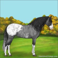 Horse Color:Blue Roan Splash Appaloosa 