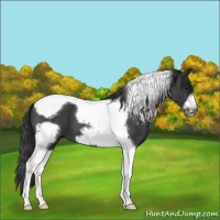 Horse Color:Blue Roan Tobiano Frame 
