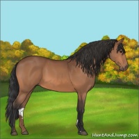 Horse Color:Bay Sabino 