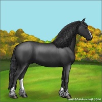 Horse Color:Black Sabino
