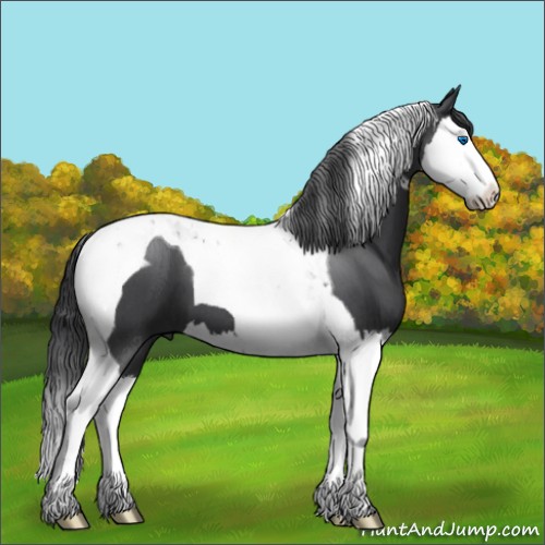 Horse Color:Blue Roan Splash Tobiano 