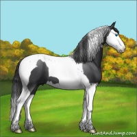 Horse Color:Blue Roan Splash Tobiano