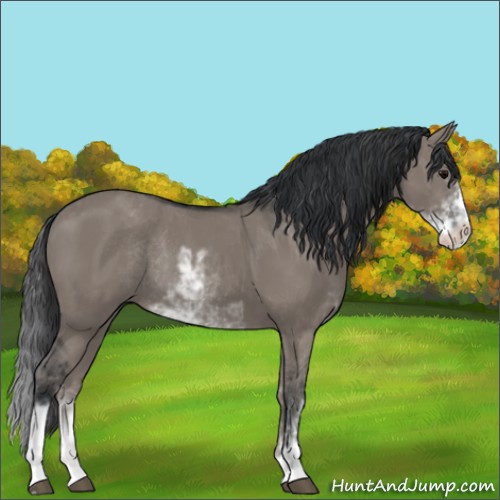 Horse Color:Grullo Sabino Rabicano 