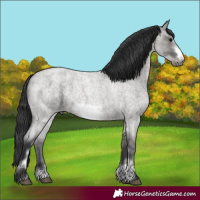 Horse Color:Grullo Roan Sabino Frame 