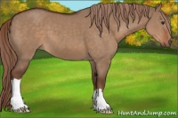 Horse Color:Liver Red Dun 