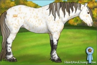 Horse Color:Buckskin Near Leopard