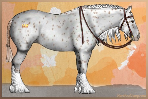 Horse Color:Red Roan Appaloosa 