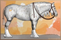 Horse Color:Red Roan Appaloosa 