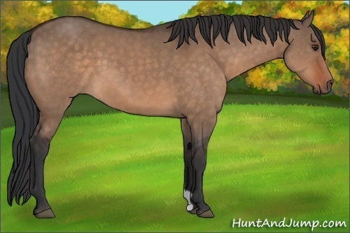 Horse Color:Brown Dun 