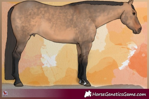 Horse Color:Bay Dun 