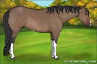 Horse Color:Brown Dun 