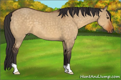 Horse Color:Buckskin Dun 