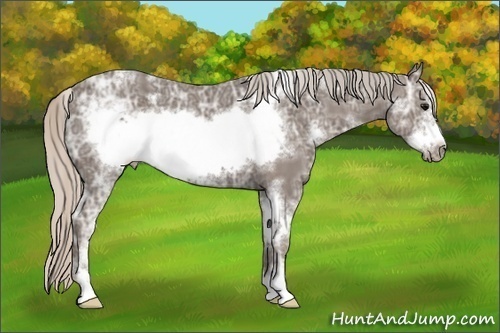 Horse Color:White Spotted Silver Black Ice Sabino Frame 