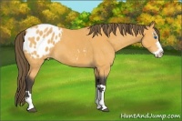 Horse Color:Buckskin Splash Appaloosa 