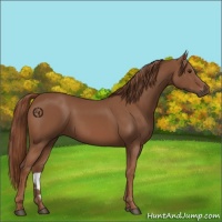 Horse Color:Chestnut 