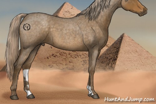 Horse Color:Chocolate Palomino Roan 