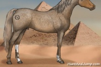 Horse Color:Chocolate Palomino Roan 