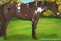 Horse Color:White Spotted Liver Chestnut 