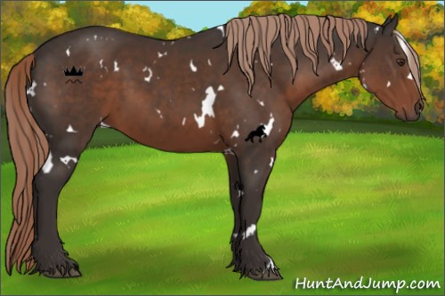 Horse Color:White Spotted Liver Chestnut