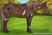 Horse Color:White Spotted Liver Chestnut 