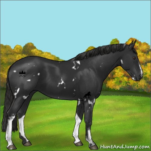 Horse Color:White Spotted Liver Chestnut Rabicano 