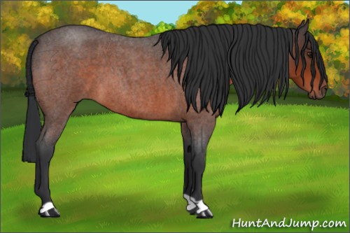Horse Color:Brown Roan