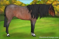 Horse Color:Brown Roan