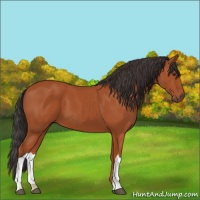 Horse Color:Bay 