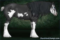 Horse Color:Black Splash Frame
