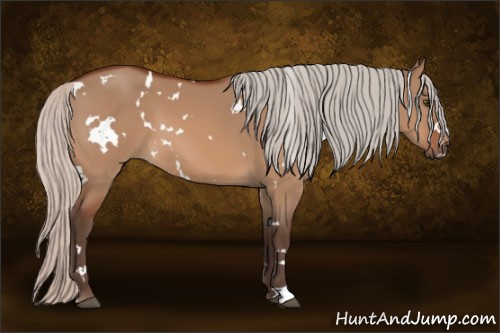 Horse Color:White Spotted Silver Bay Dun