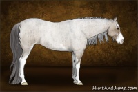 Horse Color:Smoky Grullo Roan Sabino 
