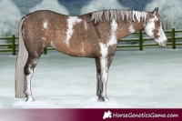 Horse Color:Silver Brown Dun Sabino 