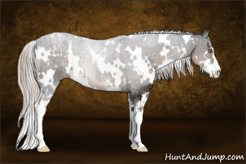 Horse Color:White Spotted Silver Smoky Black Sabino 