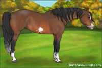 Horse Color:Bay Splash Frame and Bay Splash Frame