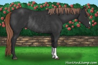 Horse Color:Liver Chestnut Rabicano 