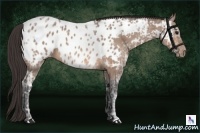 Horse Color:Bay Ice Appaloosa