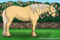 Horse Color:Palomino