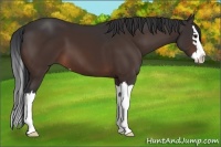 Horse Color:Brown Sabino Splash 