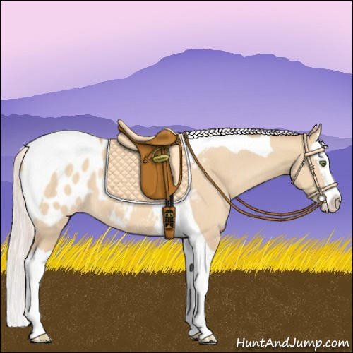 Horse Color:Silver Amber Champagne Dun Splash Tobiano Appaloosa 