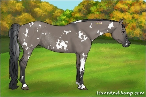 Horse Color:White Spotted Grullo Rabicano